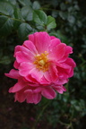 Fleurs